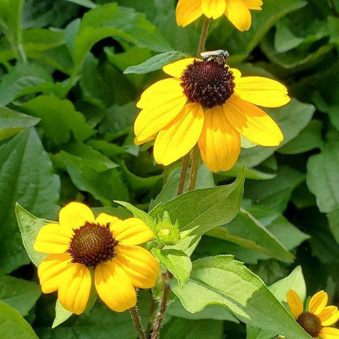 Black Eyed Susan, Blackjack Gold