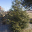 Arborvitae, Spring Grove® Arborvitae