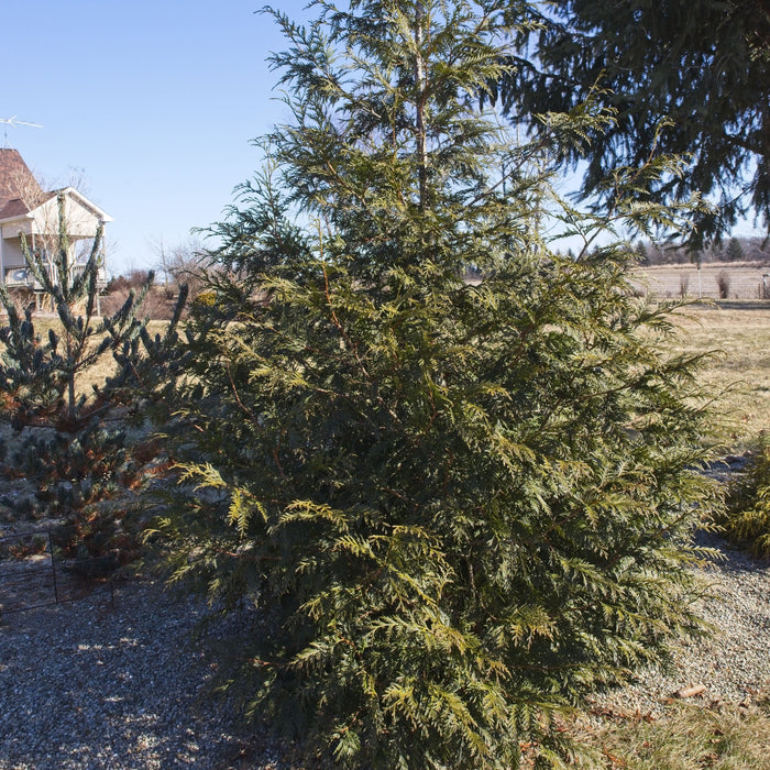 Arborvitae, Spring Grove® Arborvitae