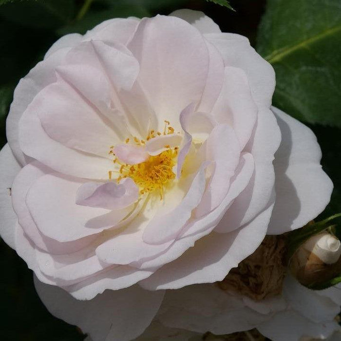 Rosa x 'Bozdib023'  - PW® Flavorette Pear'd® Rose