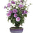 Hibiscus, Lavender Chiffon® Rose of Sharon