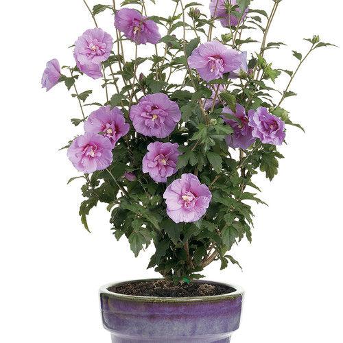 Hibiscus, Lavender Chiffon® Rose of Sharon