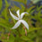 Porteranthus trifoliatus  - Bowman's Root