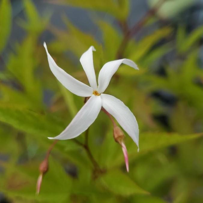 Porteranthus trifoliatus  - Bowman's Root