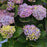 Hydrangea, Everlasting® Revolution Hydrangea