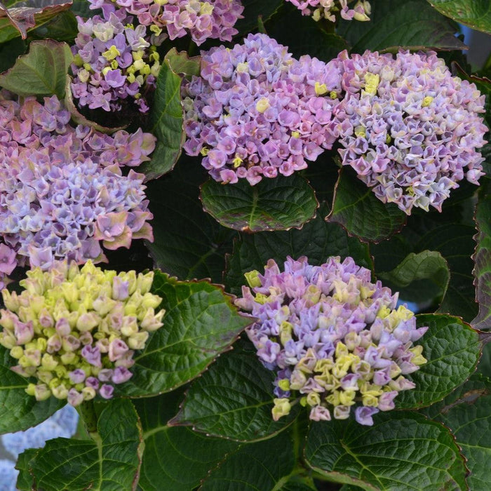 Hydrangea, Everlasting® Revolution Hydrangea
