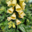 Foxglove, Carillon Foxglove