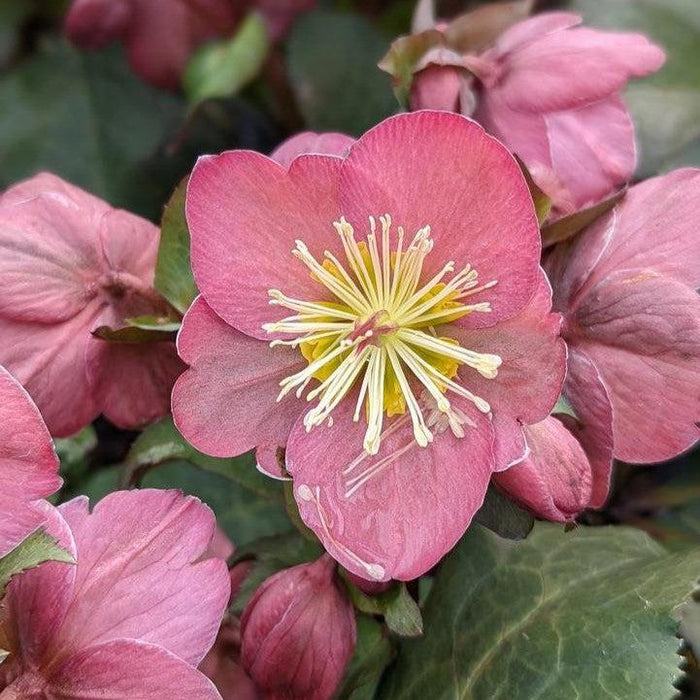 Hellebore, FrostKiss™ Cheryl's Shine Lenten Rose