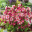 Columbine, Earlybird™ Red White Columbine