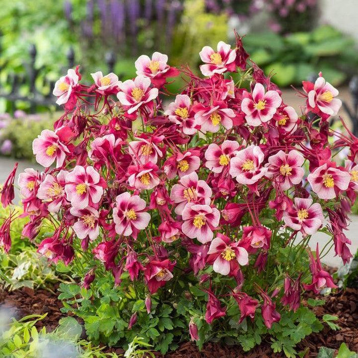 Columbine, Earlybird™ Red White Columbine