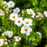 Cinquefoil, First Editions® Creme Brulee™ Potentilla