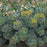 Sedum sieboldii  - October Daphne Stonecrop