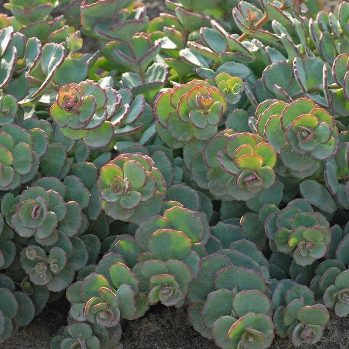 creeping sedum succulent Sedum, October Daphne Stonecrop — Mackey's
