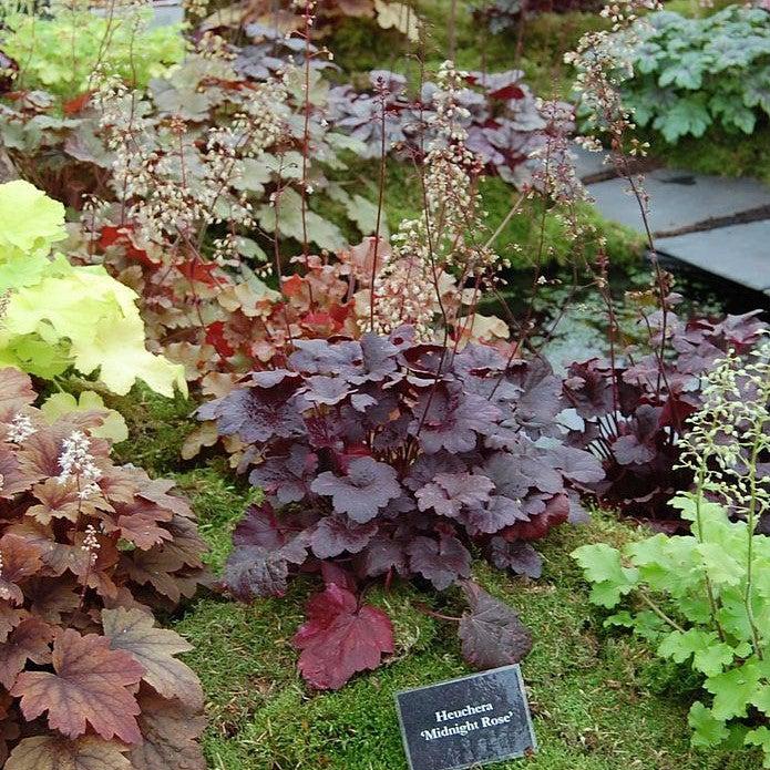 Coral Bells, Midnight Rose Coral Bells