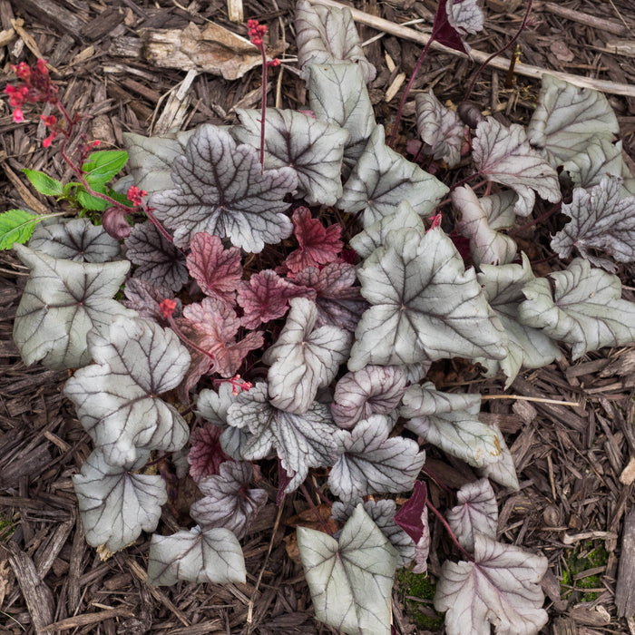 Coral Bells, Dolce® Silver Gumdrop Heuchera