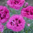 Dianthus, Fruit Punch® Spiked Punch Dianthus