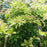 Andromeda, Mountain Fire Pieris