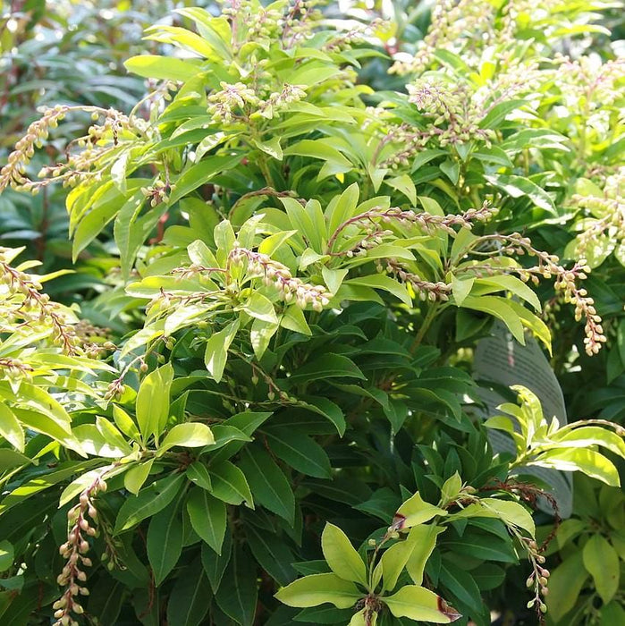 Andromeda, Mountain Fire Pieris