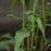 Coneflower, PowWow® Wild Berry Echinacea