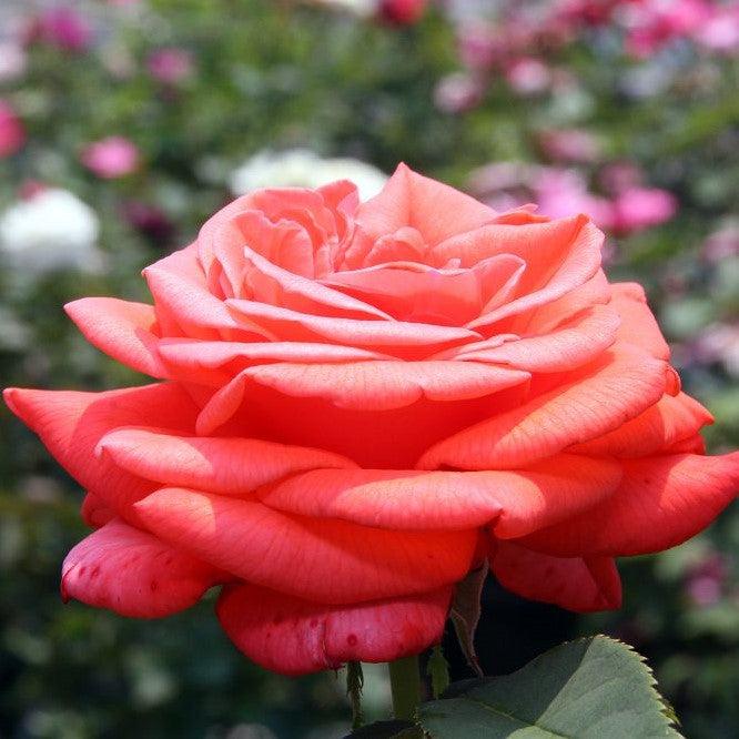 Rose, Tropicana Hybrid Tea Rose