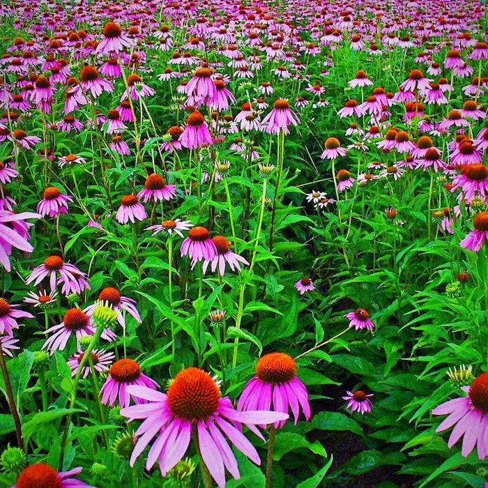 Coneflower, Purple Coneflower