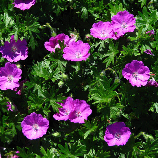 Cranesbill, Max Frei Bloody Cranesbill