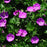 Cranesbill, Max Frei Bloody Cranesbill