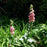Foxglove, Strawberry Foxglove