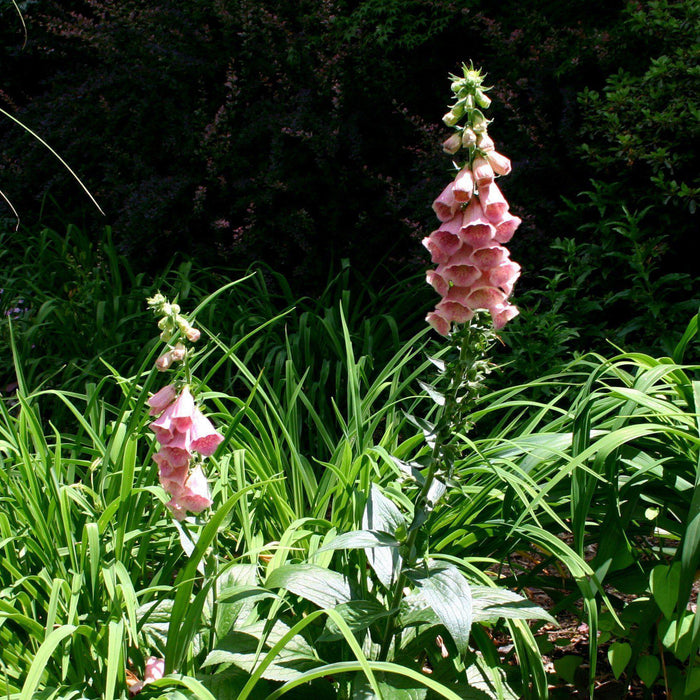 Foxglove, Strawberry Foxglove