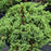 Juniper, Japanese Garden Juniper