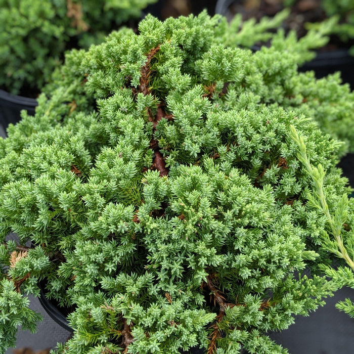 Juniper, Japanese Garden Juniper