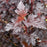 Ninebark, Summer Wine® Black Ninebark