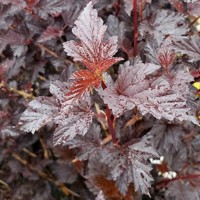 Ninebark, Summer Wine® Black Ninebark