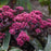 Sedum, Rock 'N Round™ Superstar Stonecrop
