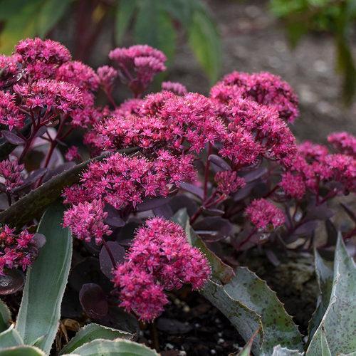 Sedum, Rock 'N Round™ Superstar Stonecrop