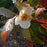 Franklin Tree (Franklinia alatamaha)