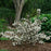 Weigela florida 'SMNWFGC'  - Wine & Spirits® Weigela