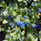Bugloss, Sea Heart Siberian Bugloss