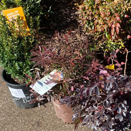 Leucothoe, Leafscape Burning Love Leucothoe