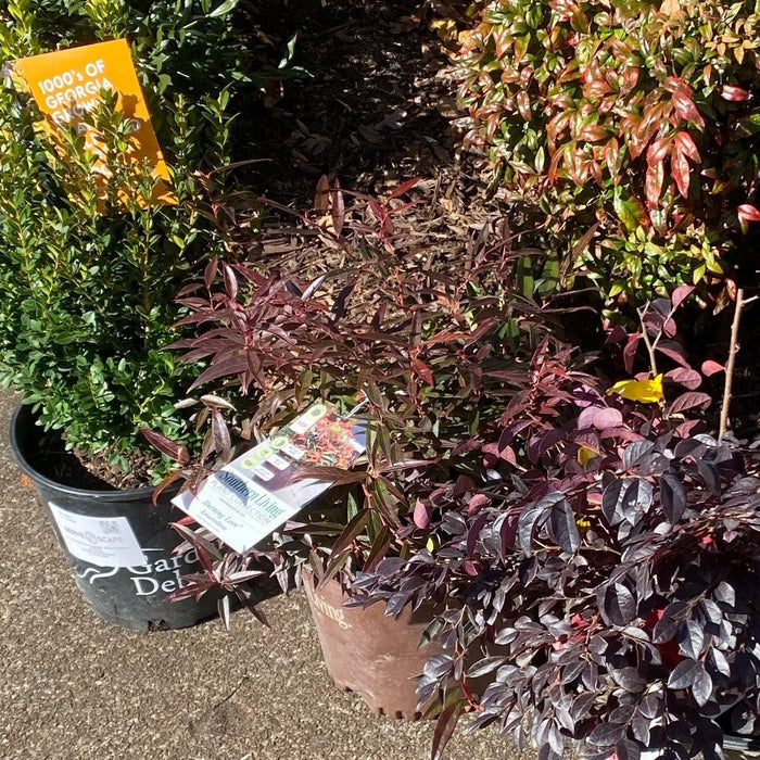 Leucothoe, Leafscape Burning Love Leucothoe
