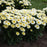 Shasta Daisy, PW® Amazing Daisies® Banana Cream II Shasta Daisy