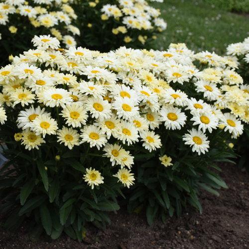 Shasta Daisy, PW® Amazing Daisies® Banana Cream II Shasta Daisy