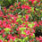 Azalea, Girard's Crimson Azalea