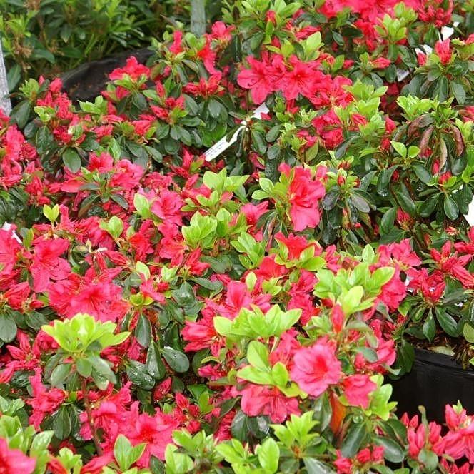 Azalea, Girard's Crimson Azalea