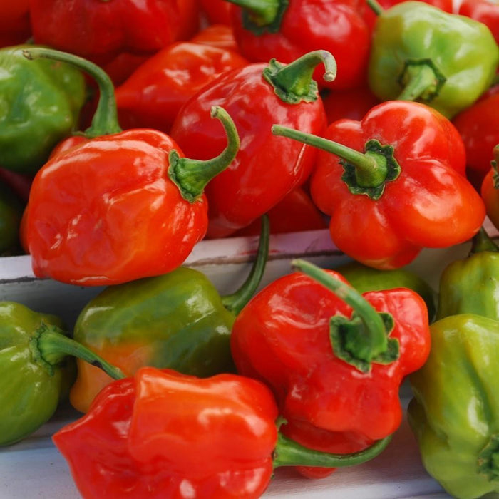 Pepper, Red Habanero Pepper