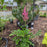 Astilbe, Rheinland Japanese Astilbe