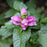 Turtlehead, Hot Lips Turtlehead