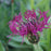 Bachelor's Button, Amethyst Dream Bachelor Button