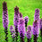Gayfeather, Marsh Blazing Star, Gayfeather