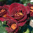 Rose, Dark Knight Rose